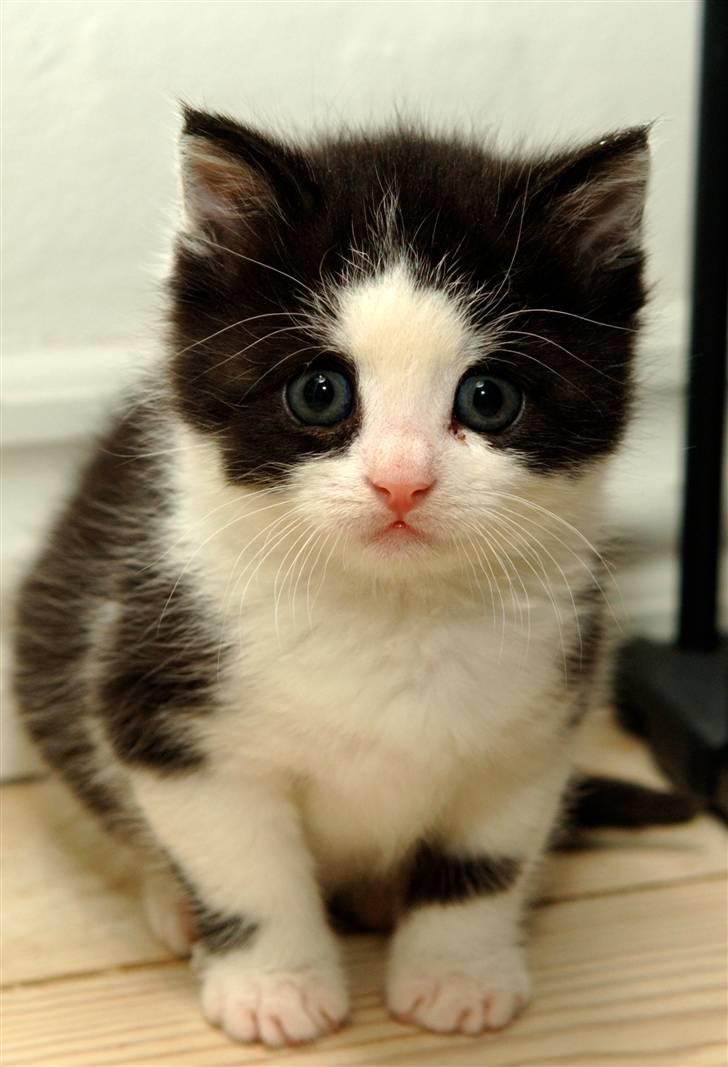 Blanding af racer Piv  - Smukke:D<3 billede 4