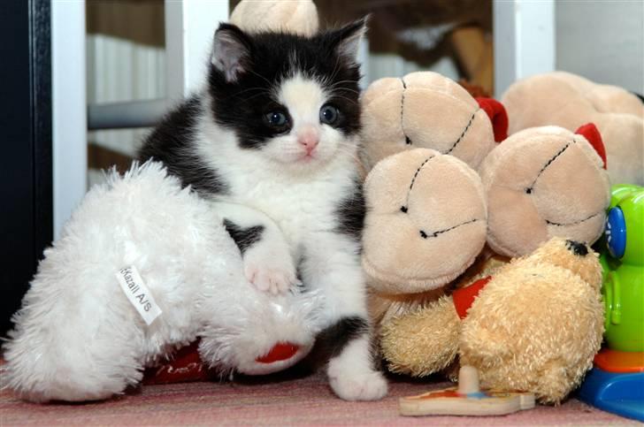 Blanding af racer Piv  - Vi elsker bamser, ikke PIv? billede 5