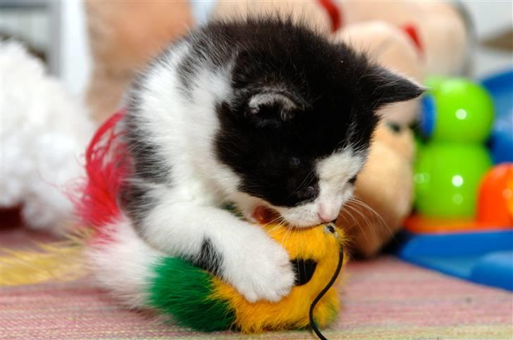 Blanding af racer Piv  - - Fordi du elsker at bide, og fordi jeg elsker dig! billede 6