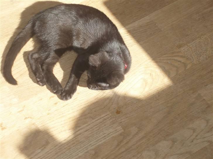 Huskat Kitty billede 1