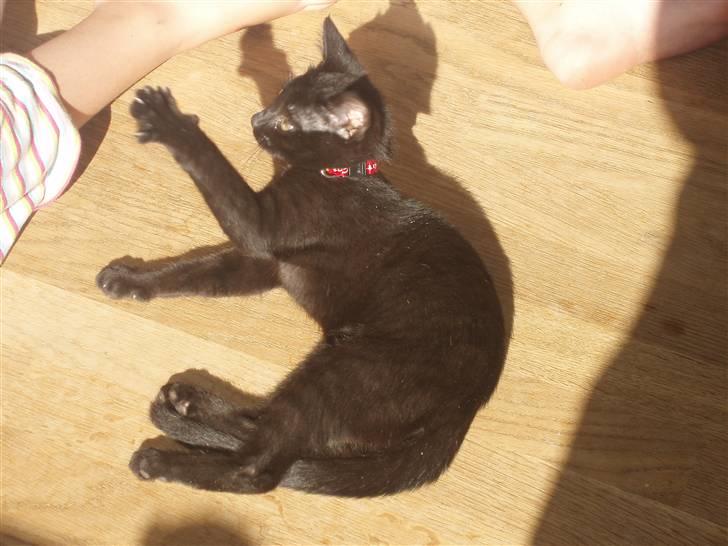 Huskat Kitty billede 2