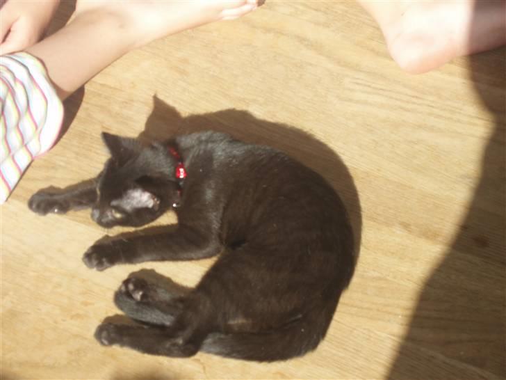 Huskat Kitty billede 3