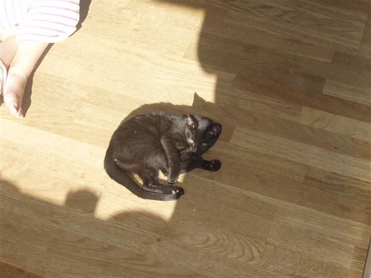 Huskat Kitty billede 4