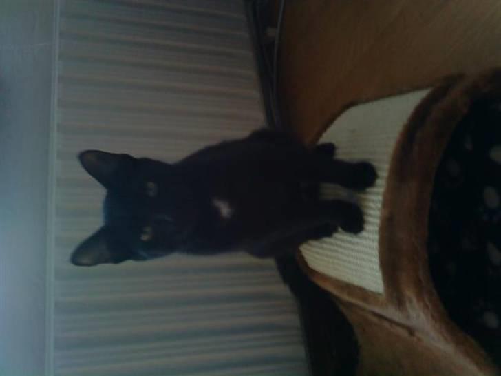 Huskat Kitty billede 5