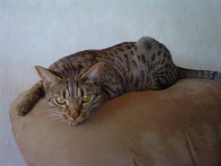 Ocicat Camena  billede 3