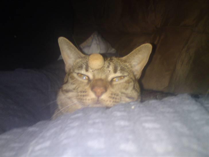 Ocicat Camena  billede 4