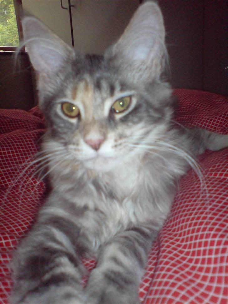 Maine Coon Ojo´s Souther Comfort  billede 4