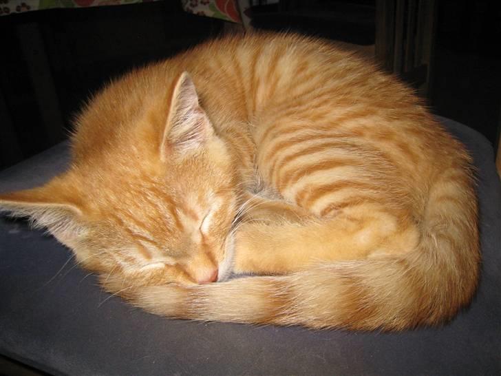 Huskat pivs billede 16