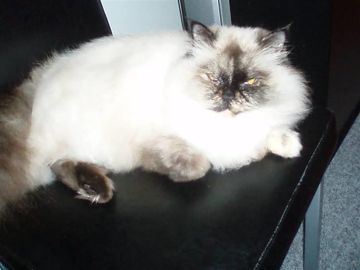 Blanding af racer Nicolina Død d. 08-09-10 billede 6