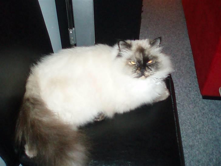 Blanding af racer Nicolina Død d. 08-09-10 billede 7