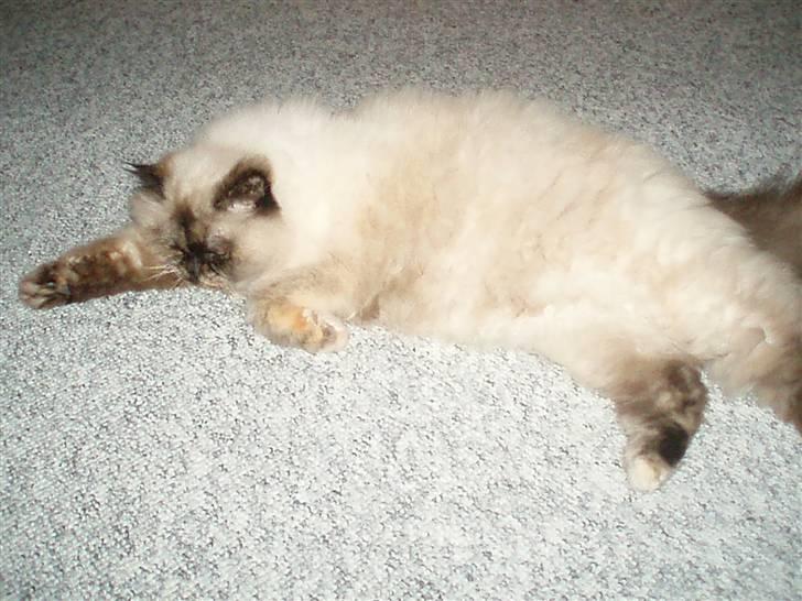 Blanding af racer Nicolina Død d. 08-09-10 billede 8