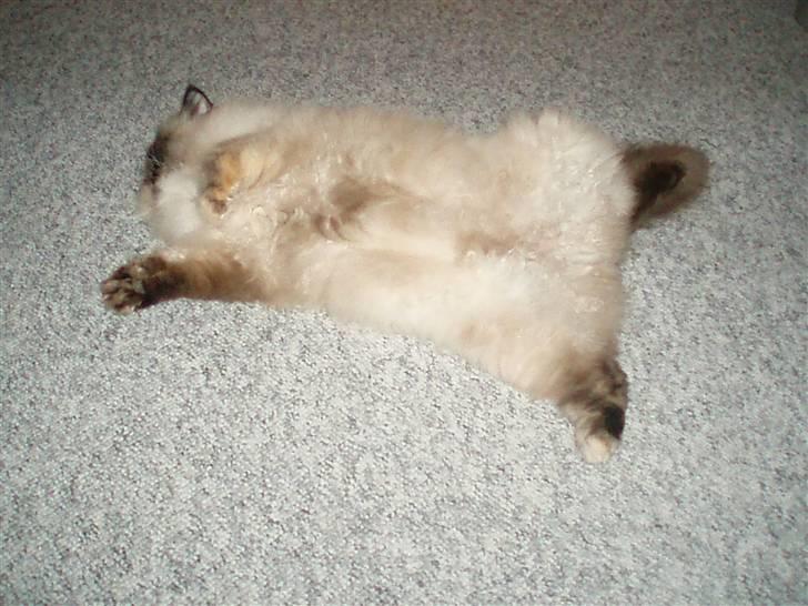 Blanding af racer Nicolina Død d. 08-09-10 billede 9