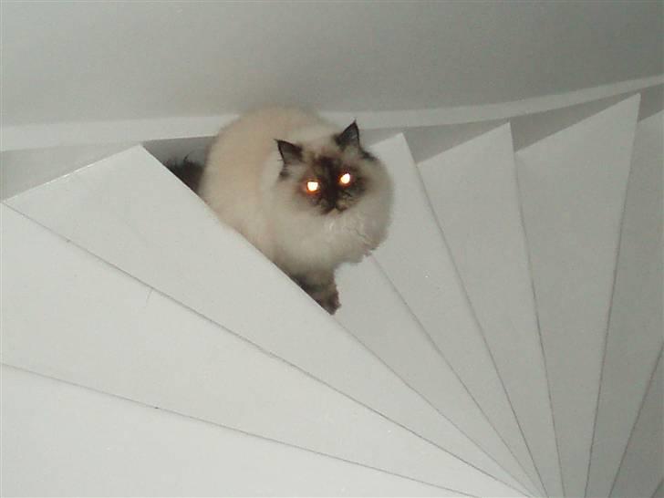 Blanding af racer Nicolina Død d. 08-09-10 billede 10