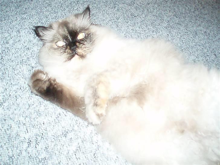 Blanding af racer Nicolina Død d. 08-09-10 billede 11