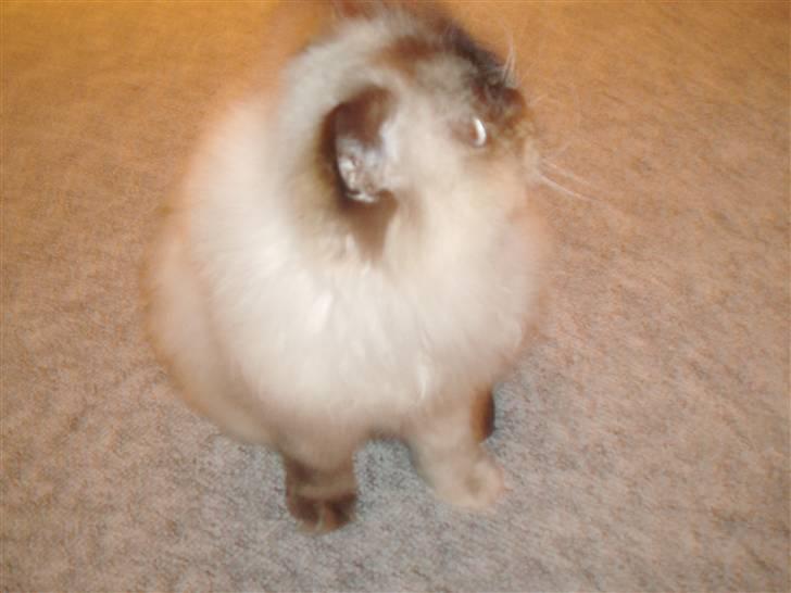 Blanding af racer Nicolina Død d. 08-09-10 billede 12