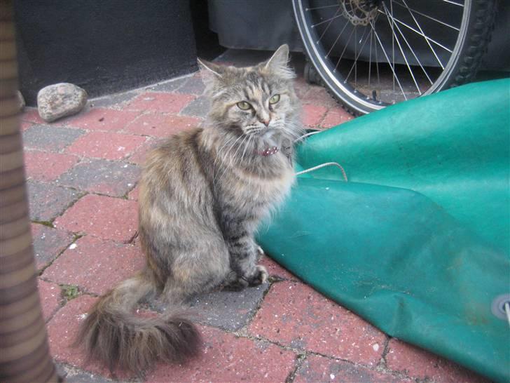 Maine Coon pigemis billede 11