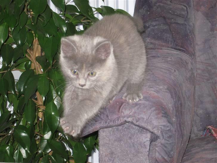 Huskat ¨˜°º•¤SHAYA¤•º°˜¨ - Hop lille misser´pige (: billede 1