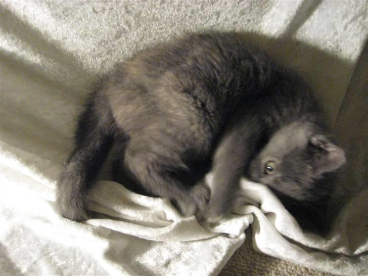 Huskat ¨˜°º•¤SHAYA¤•º°˜¨ - Grr farlig misser (: billede 2