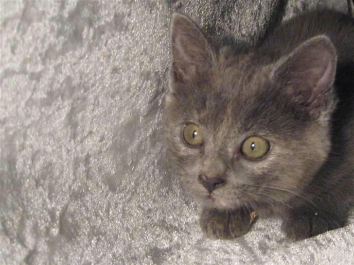 Huskat ¨˜°º•¤SHAYA¤•º°˜¨ - ö billede 3