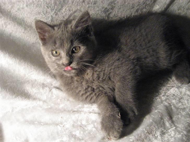 Huskat ¨˜°º•¤SHAYA¤•º°˜¨ - Mmmhhh :D billede 4