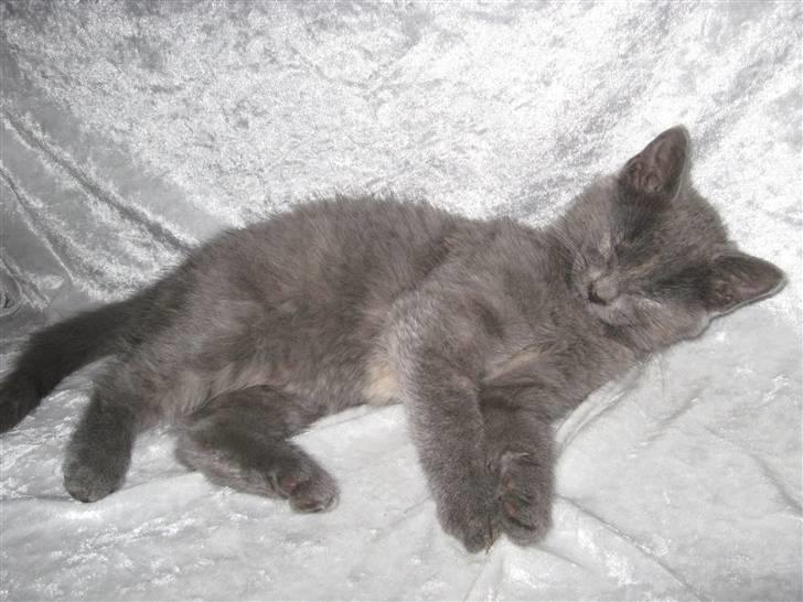 Huskat ¨˜°º•¤SHAYA¤•º°˜¨ - Sluk lyset for pokker da :d billede 6