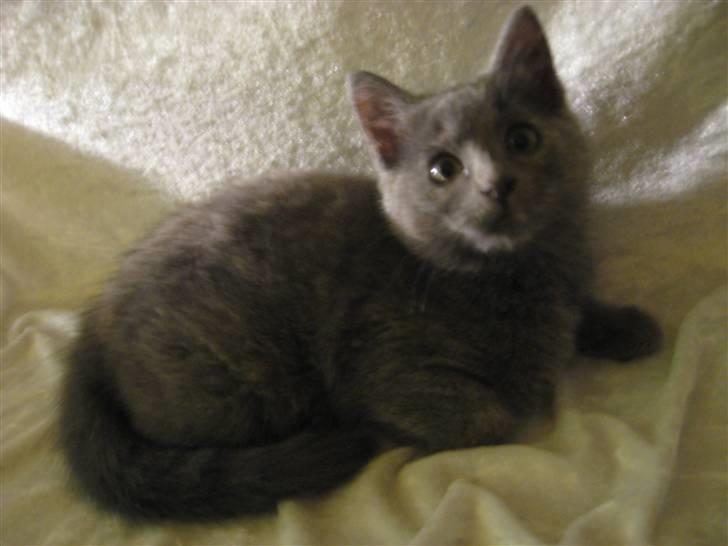 Huskat ¨˜°º•¤SHAYA¤•º°˜¨ - Uha en smuk misser jeg er (: billede 7