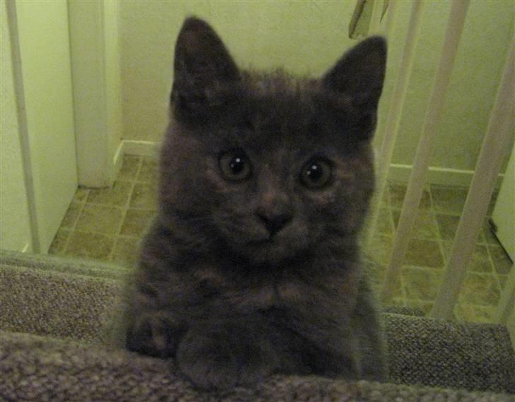 Huskat ¨˜°º•¤SHAYA¤•º°˜¨ - Jeg er mega nuttet :D billede 8