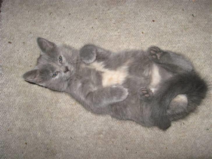 Huskat ¨˜°º•¤SHAYA¤•º°˜¨ - Ohh.. (: Væltet? billede 9