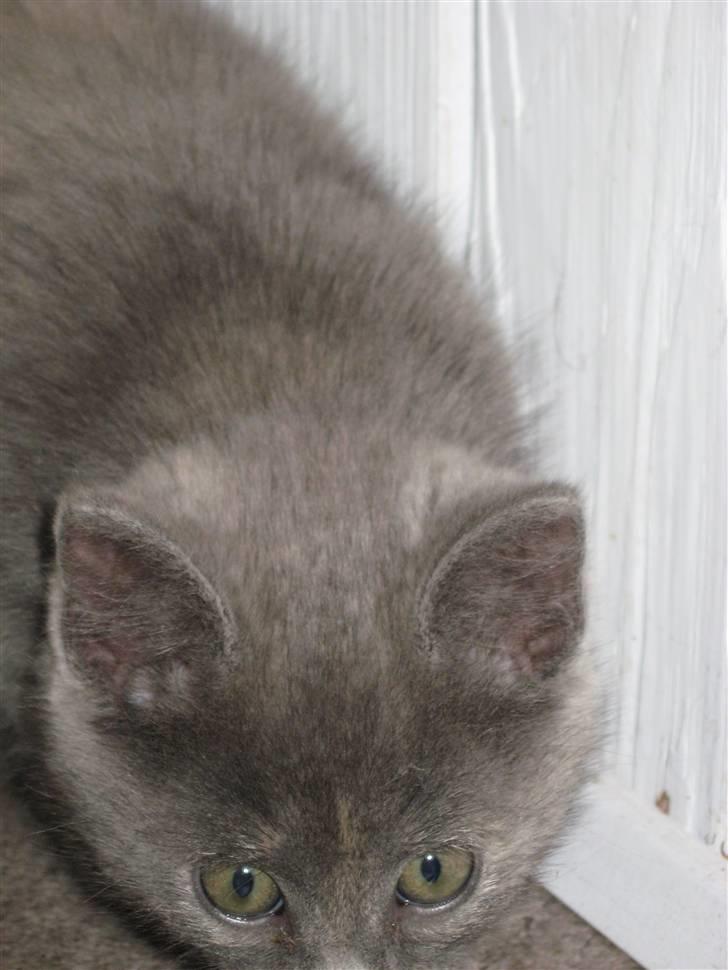 Huskat ¨˜°º•¤SHAYA¤•º°˜¨ - Hov lille misser´pige? (: billede 11