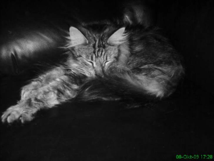 Maine Coon Tarzan billede 19