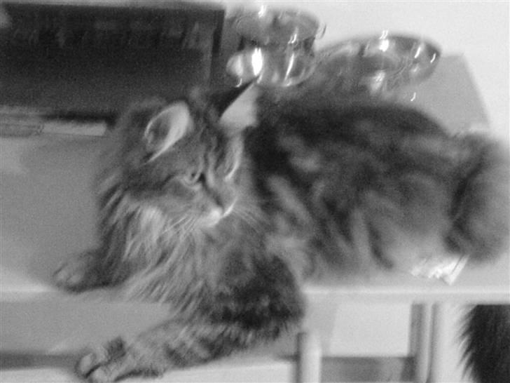 Maine Coon Tarzan billede 20