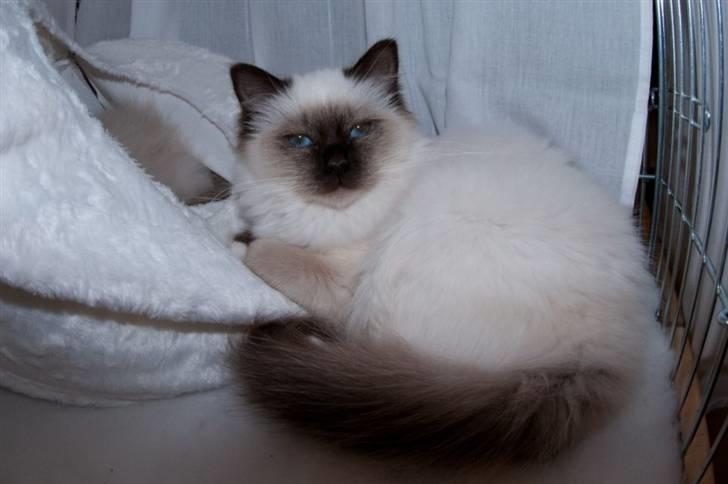 Hellig Birma DK.CHACOMI'S VICTORIA. - Jeg må lige holde øje, med det hele. billede 5