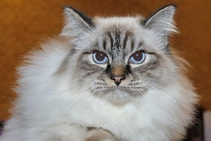 Hellig Birma MISS LORELEI'S COCIO.R.I.P 2011. - Jeg er super skøn. billede 8