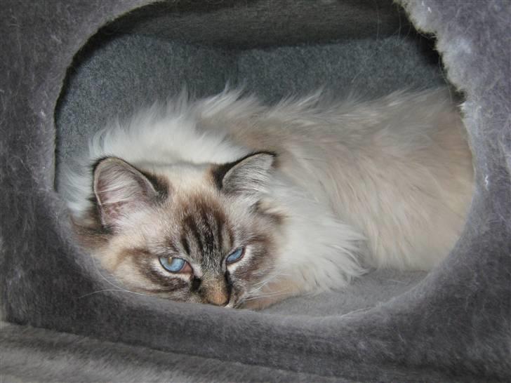 Hellig Birma MISS LORELEI'S COCIO.R.I.P 2011. - Her ligger jeg bare så godt. billede 9