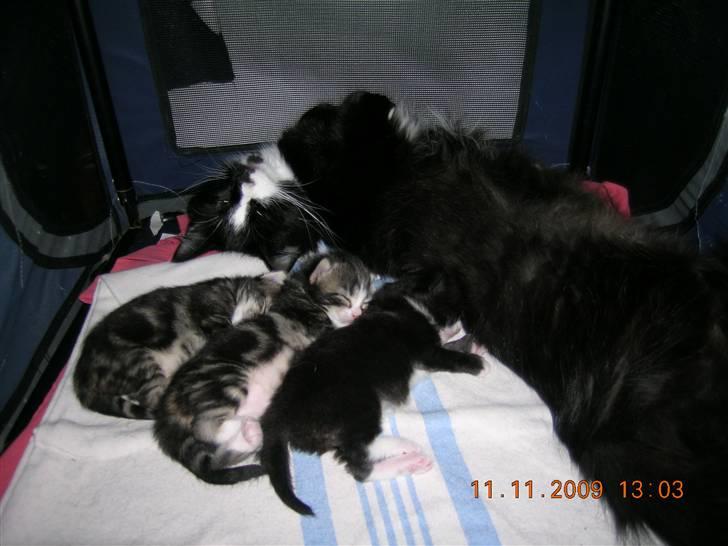 Norsk Skovkat Tantus KitKat Død den 11-10-2011 - Her ligge kitty med  sigen killing de født den 27-10-2009 øvest ligge Pige Himmark´s Lotus og så Himmark´sLexus ( han) og til sist sort hvidt  Himmark ´s Mini Cooper .   billede 18