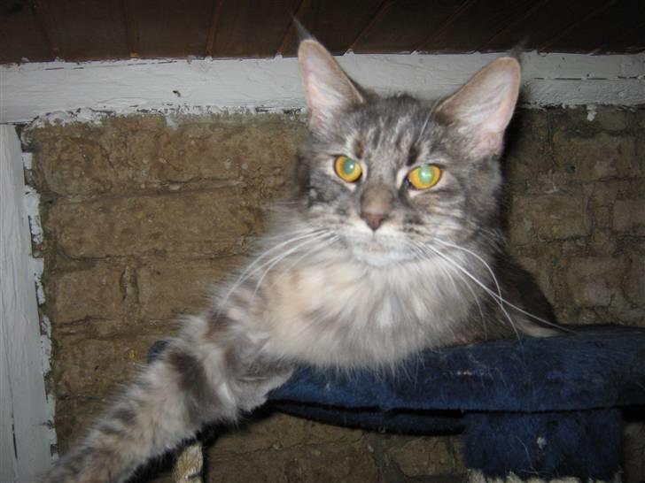 Maine Coon Fiona - Hygger:) billede 9