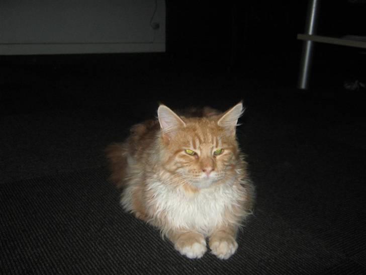 Maine Coon Garfild er blivet slogt snøft - Ja dert her alså også mig:) billede 15