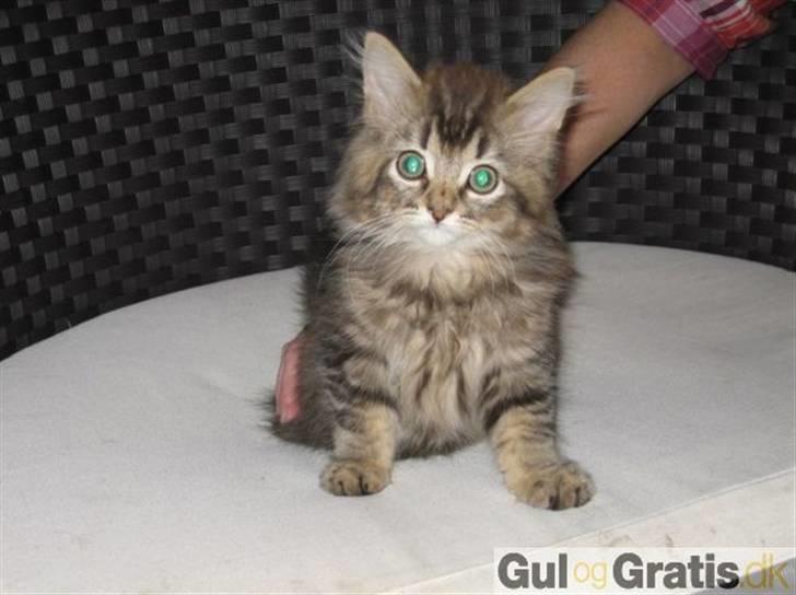 Huskat *plet*  billede 7