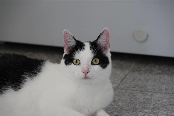 Huskat Lucky * Savnes* - Lucky billede 1