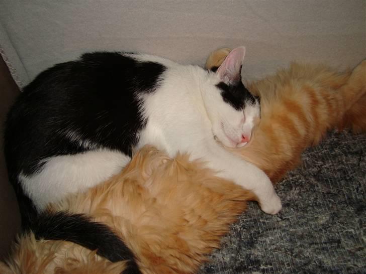 Huskat Lucky * Savnes* - Lucky bruger Tyson som hovedpude billede 2