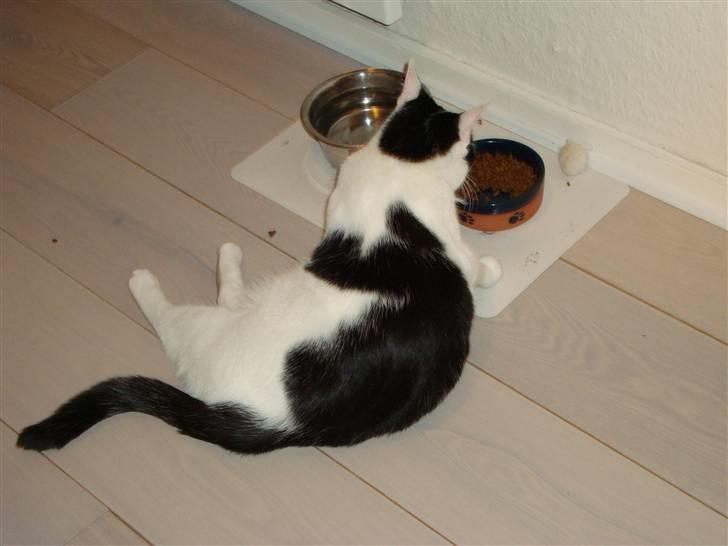 Huskat Lucky * Savnes* - Lucky ligger ned og spiser billede 6