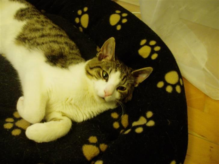 Blanding af racer Felix - han ligger rigtig og slapper af. billede 1