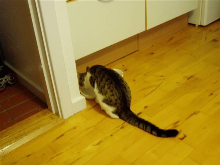 Blanding af racer Felix - så er han blevet tørstig :) billede 2