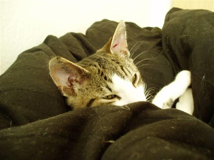 Blanding af racer Felix billede 3