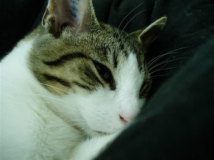 Blanding af racer Felix - han er rigtig sød :) billede 4