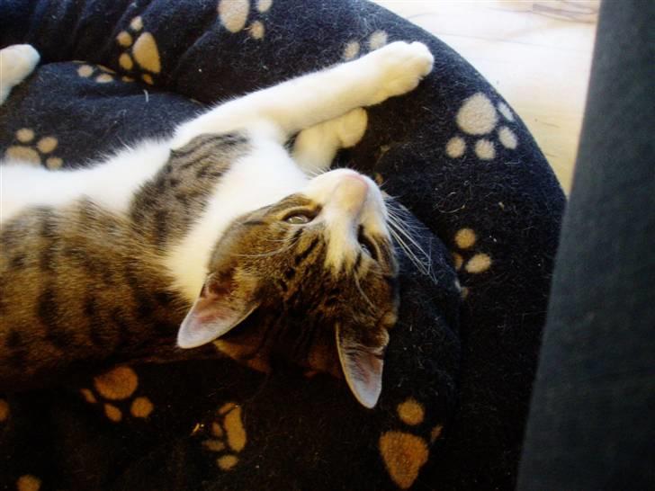 Blanding af racer Felix billede 5