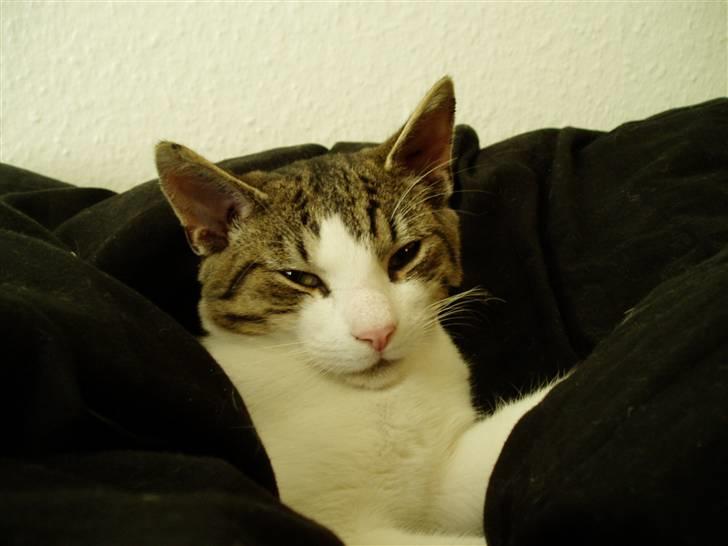 Blanding af racer Felix billede 6