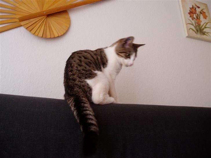 Blanding af racer Felix billede 7