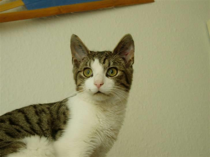 Blanding af racer Felix - står oppe på sofaen og holder øje. han tror vist han er en konge :) billede 8