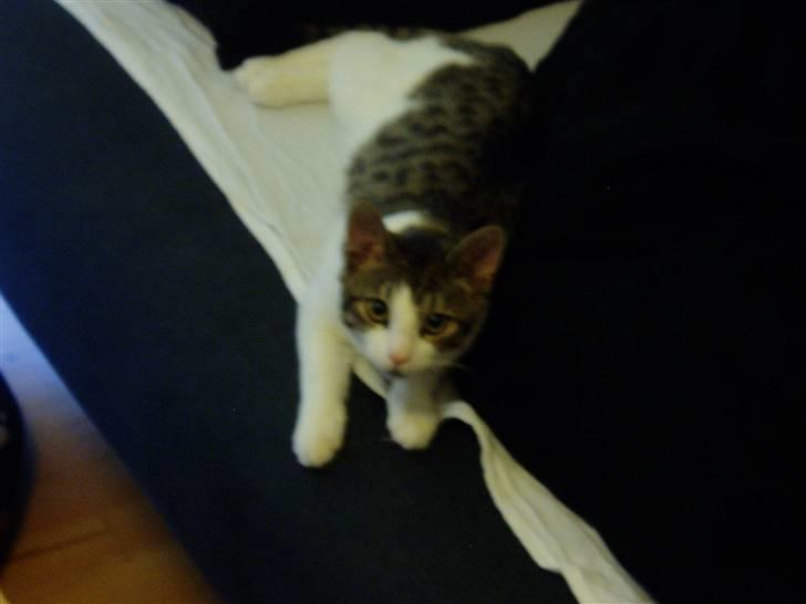 Blanding af racer Felix billede 9